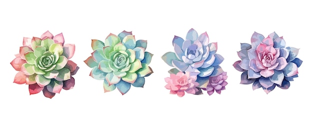 Conjunto de acuarela de flores suculentas aislado sobre fondo blanco ilustración vectorial