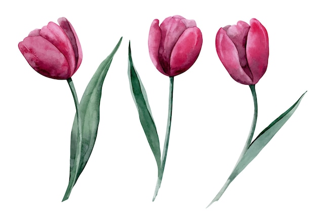Conjunto de acuarela con flores de tulipán ilustración floral dibujada a mano sobre fondo aislado
