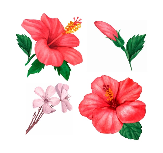 Vector conjunto de acuarela de hibisco rojo floral