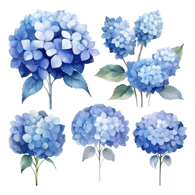 Vector conjunto de acuarela de hortensias azules dibujo ilustración