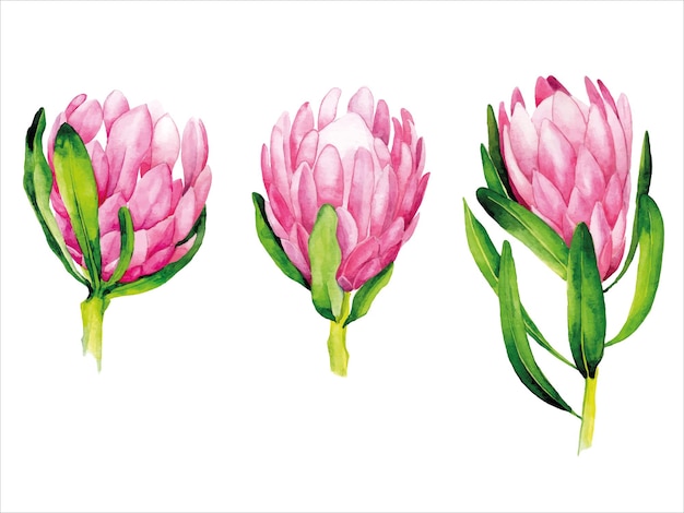 Conjunto de acuarela de protea de flores de color rosa tropical aislado sobre fondo blanco.
