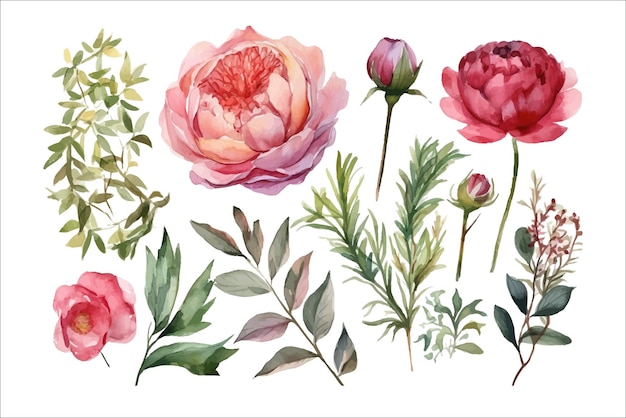 Conjunto acuarela rosa flores jardín rosas peonías Plantilla de elementos de flores decorativas Ilustración de dibujos animados plana aislado sobre fondo blanco