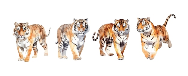 Conjunto de acuarela de tigre aislado sobre fondo blanco Ilustración vectorial