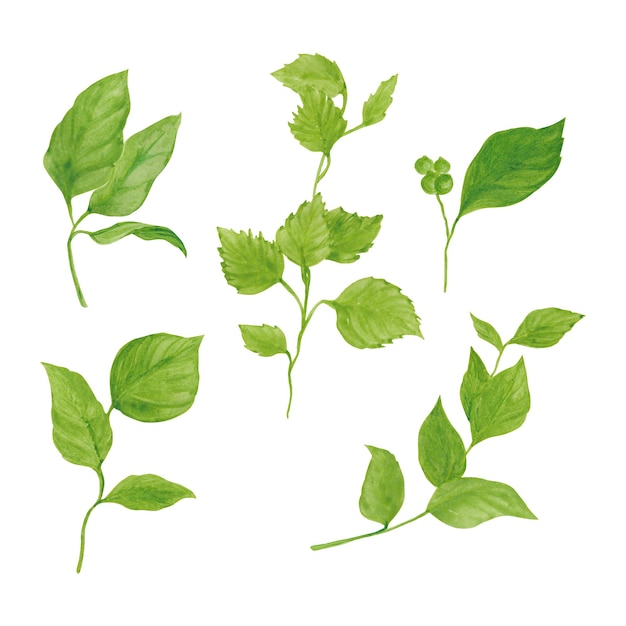 Conjunto de acuarela de vector de hojas verdes ilustración de vector de acuarela dibujada a mano para tarjeta de felicitación