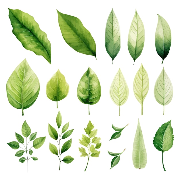 conjunto de acuarela de vector de hojas verdes vectoriales