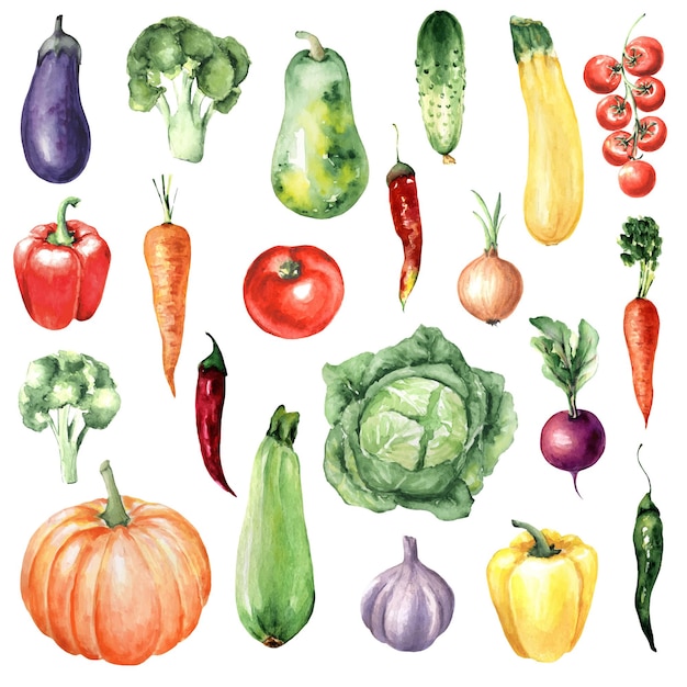 Vector conjunto de acuarela de verduras: brócoli, calabaza, berenjena, pimientos, zanahorias, pepino.