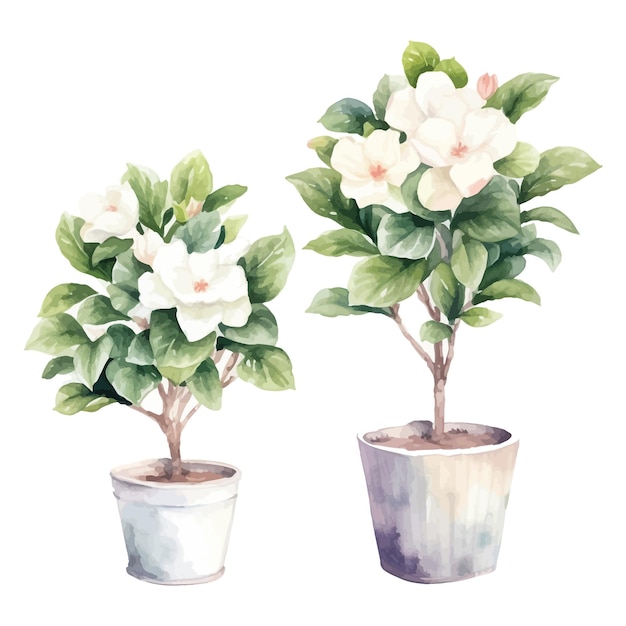 Conjunto de acuarelas de árboles de flores Gardenia clipart en florero de fondo blanco