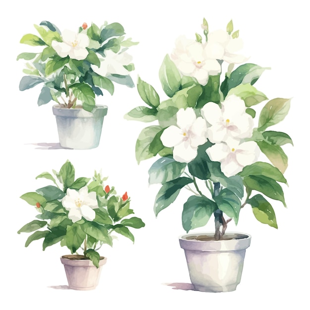 Conjunto de acuarelas de árboles de flores Gardenia clipart en florero de fondo blanco