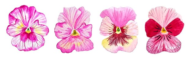 Conjunto de acuarelas de flores rosadas pegatinas de flores pansy para diseño y decoración