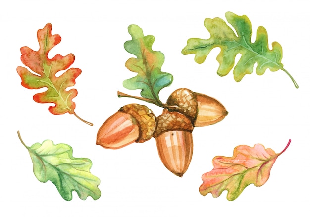 Conjunto de acuarelas hojas de roble y bellotas.