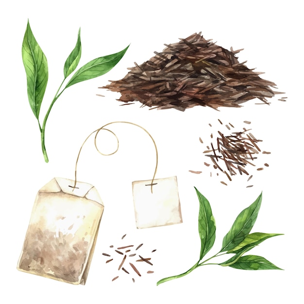 Conjunto de acuarelas de hojas de té frescas y bolsas de té secas desenfocadas en un fondo aislado