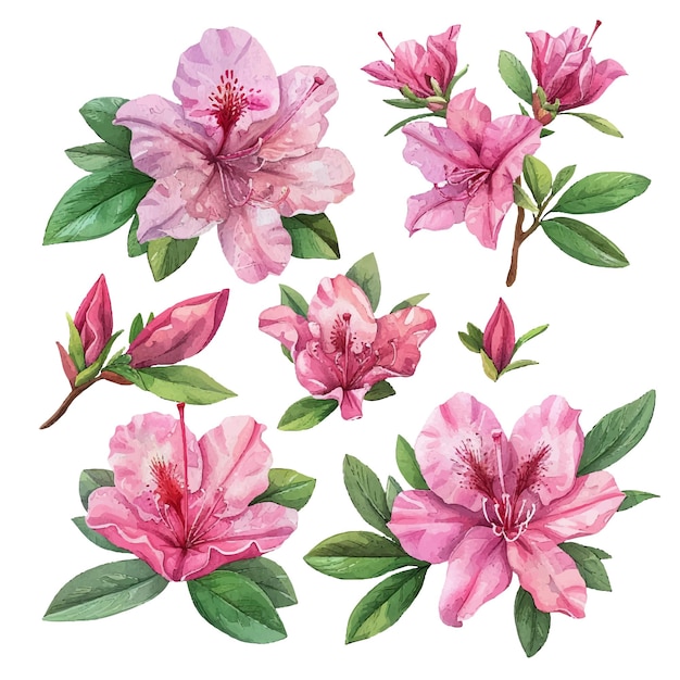 Vector conjunto de acuarelas vectoriales simples de la hermosa flor de azalea