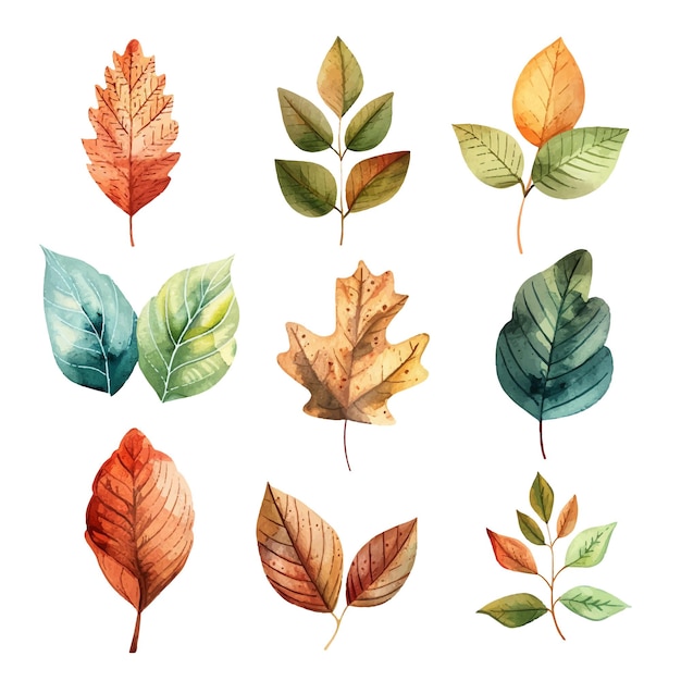 conjunto de acuarelas vectoriales simples de hojas de otoño1