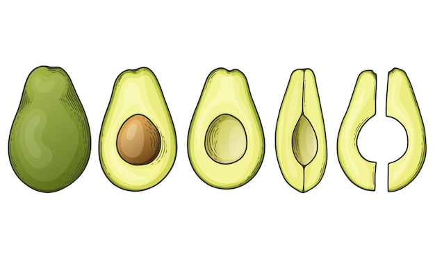 Conjunto de aguacate con frutas tropicales verdes enteras cortadas por la mitad y cortadas en rodajas Alimento saludable y nutritivo vegano