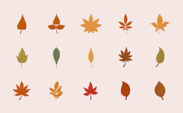 Conjunto aislado de hojas de otoño diseño vectorial