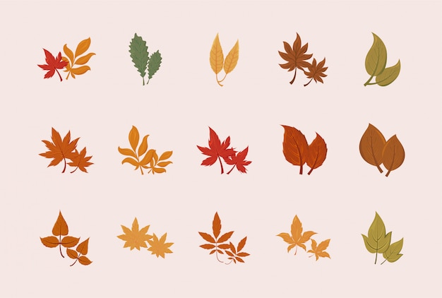 Conjunto aislado de hojas de otoño diseño vectorial