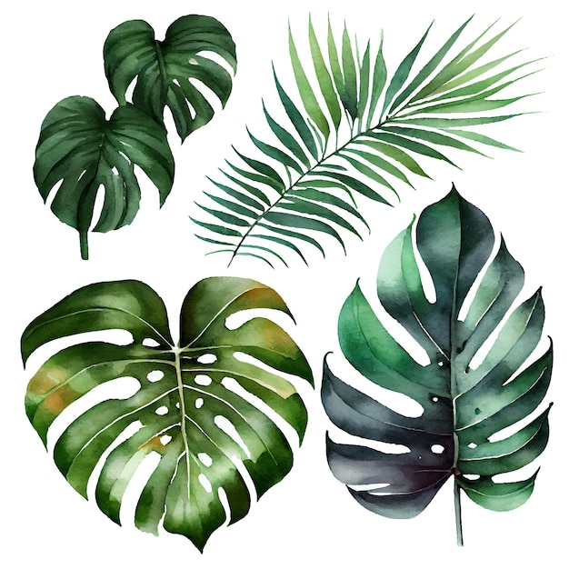Conjunto aislado ilustración vectorial de follaje exótico verde hoja grande
