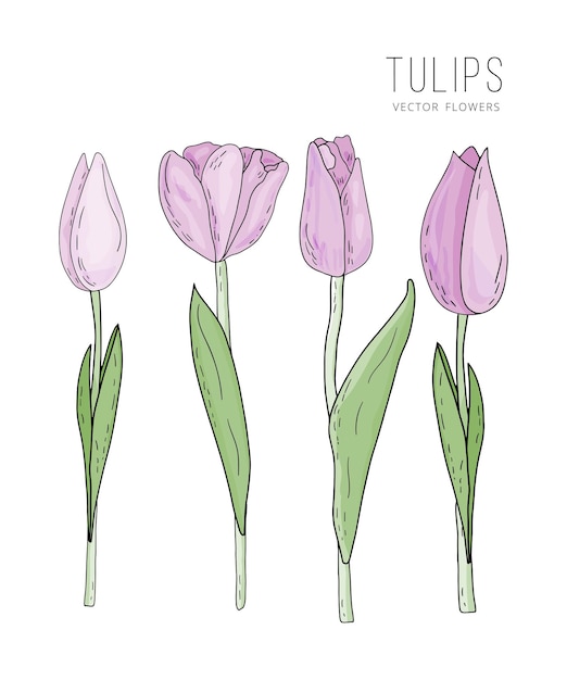 Conjunto aislado vectorial dibujado a mano de tulipanes rosas con hojas en estilo garabato