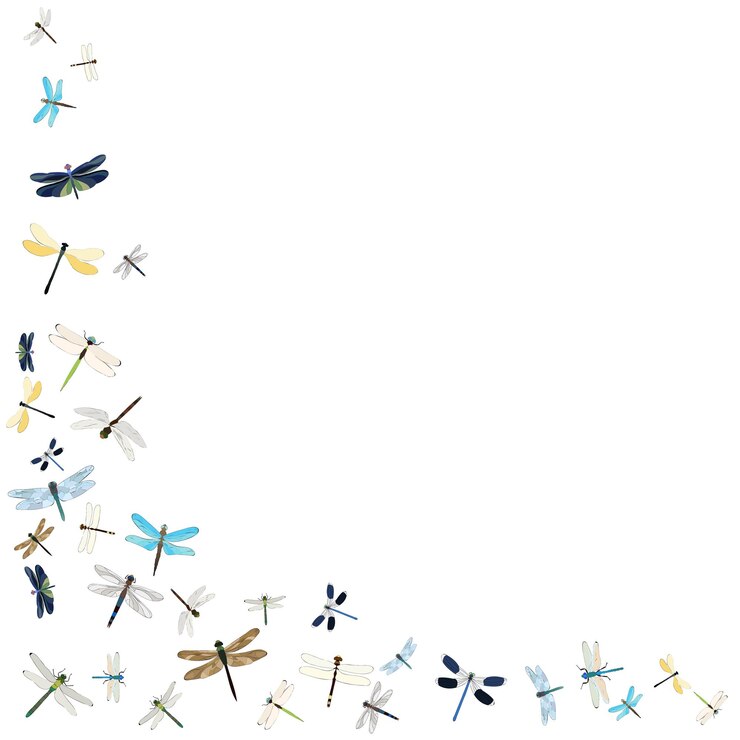 Vector conjunto aislado vectorial de insectos libélulas voladoras sobre fondo blanco