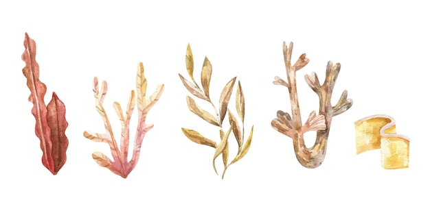 Conjunto de algas Plantas submarinas Ilustración acuarela Océano Mar Algas algas elemento Acuario