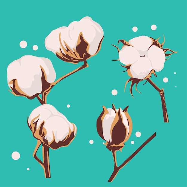 conjunto, de, algodón, flores, vector, mano, dibujado, botánico, ilustración