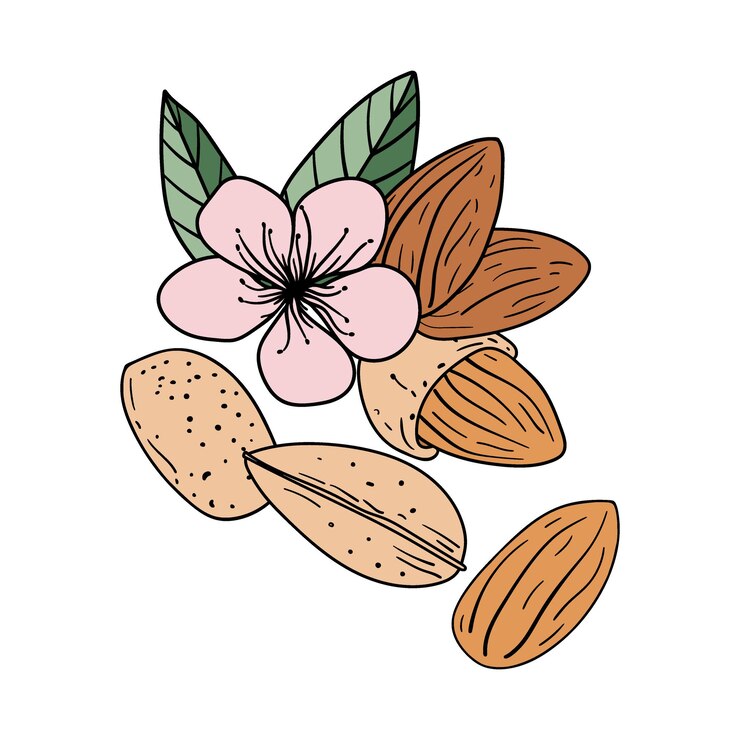 Vector conjunto de almendras dibujadas a mano con flores y hojas elementos separados entre sí