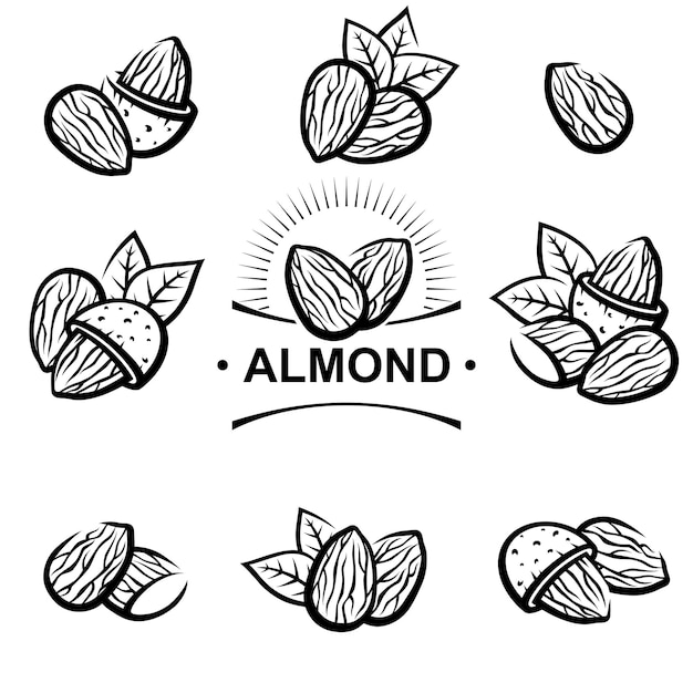 Conjunto de almendras Ícono de la colección Vector de almendas