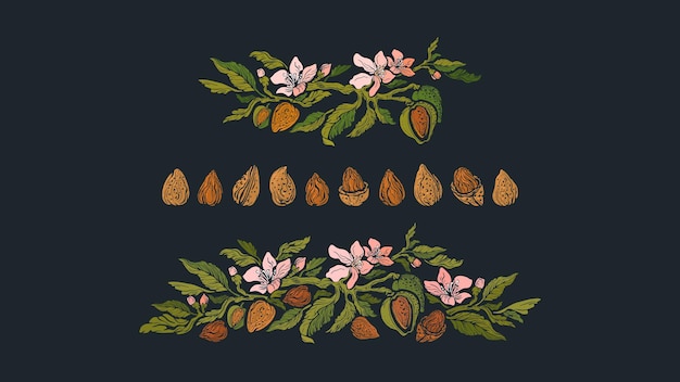 Vector conjunto de almendras de rama y nueces guirnalda floral vintage alimentos orgánicos leche vegana aceite de aroma biológico