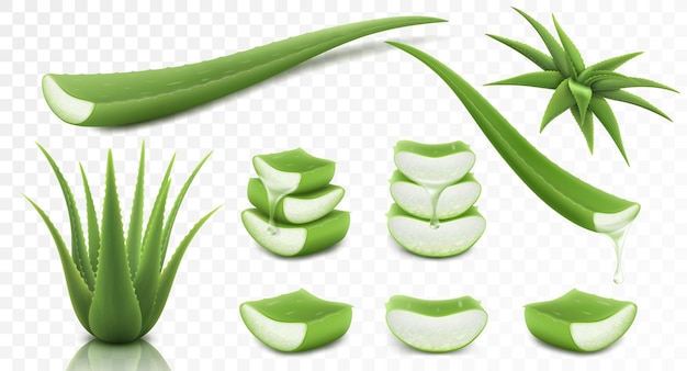 Conjunto de Aloe Vera aislado sobre fondo transparente Ilustración de vector 3d Hojas de plantas verdes realistas y piezas cortadas con gotas de jugo Esencia de la planta de aloe vera gotea del tallo