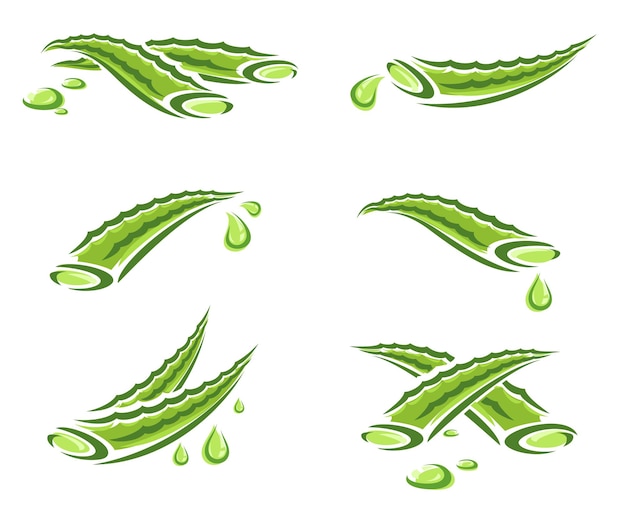 Conjunto de aloe vera. icono de colección aloe vera. vector