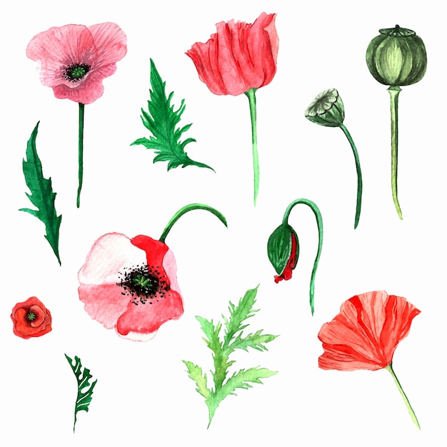 Vector conjunto de amapolas acuarelas