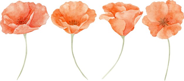 Conjunto de amapolas botánicas florales acuarelas