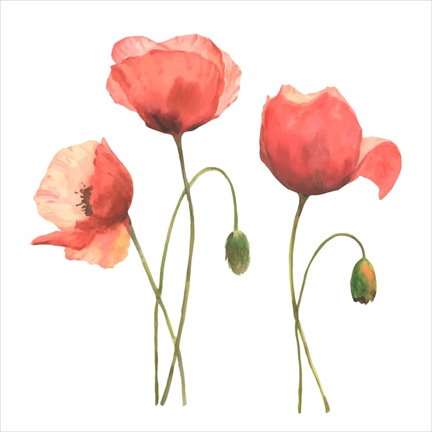 Vector conjunto de amapolas rojas coloridas flores acuarela vector dibujado a mano ilustración