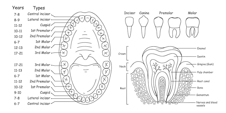 Vector conjunto de anatomía de los dientes humanos y disposición de las mandíbulas