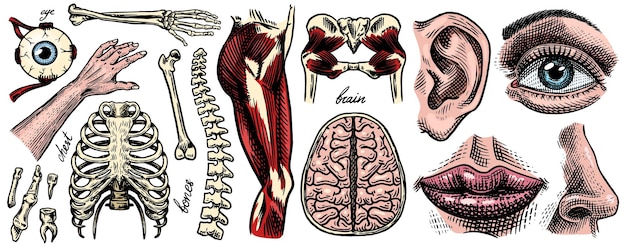 Vector conjunto de anatomía de huesos y músculos humanos sistemas de órganos cuerpo y tórax y pelvis corazón y cerebro ojo y columna colección de corteza sensorial pierna y brazo ilustración de biología grabada dibujada a mano