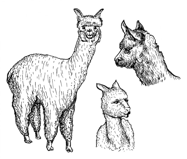 Conjunto de animales de alpaca.