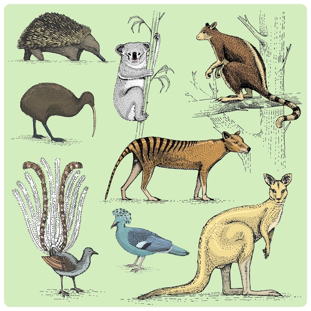 Conjunto de animales australianos grabado ilustración vectorial dibujada a mano en dibujo vintage estilo xilografía