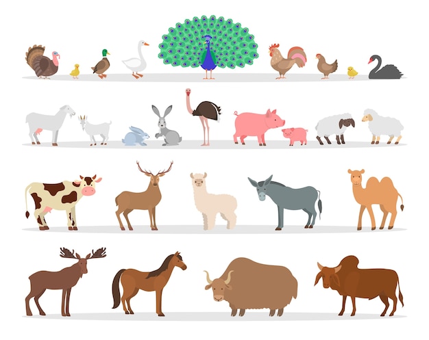 Conjunto de animales y aves de granja. Colección de animales del campo. Pato y pollo, cabra y oveja. Cultivo de animales exóticos. ilustración