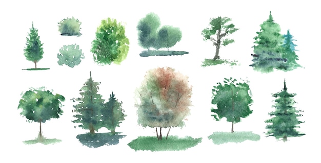Conjunto de árboles de acuarela Roble y spruse de abedul de verano vector dibujado a mano