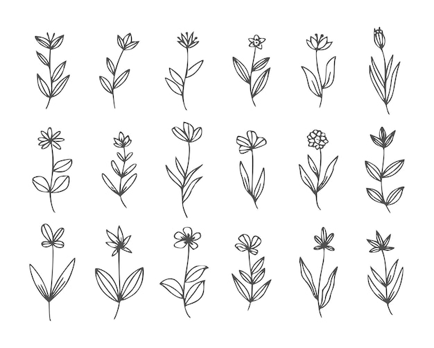 Conjunto de arte de línea de flores silvestres. Colección botánica de garabatos de flores. Hierbas y plantas de pradera, hierba. Vector