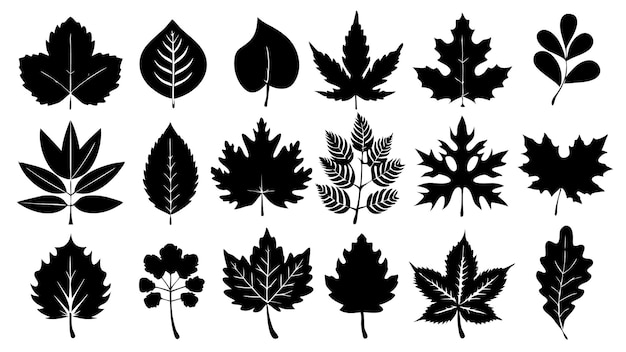 Un conjunto de arte vectorial de siluetas de hojas