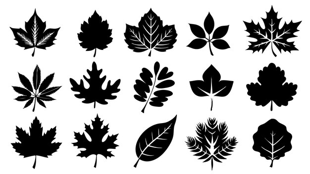 Un conjunto de arte vectorial de siluetas de hojas