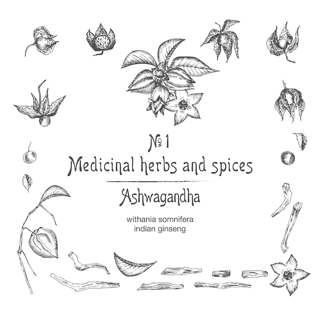 Vector conjunto de ashwagandha patrones dibujados a mano con bayas vive raíces y ramas en color negro sobre fondo blanco diseño gráfico retro vintage dibujo de boceto botánico