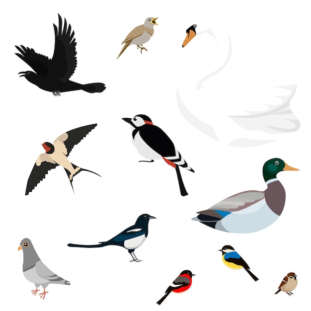 Vector conjunto, de, aves, aislado, blanco, plano de fondo