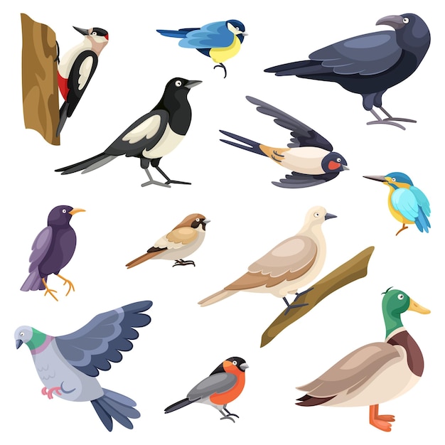 Conjunto de aves de la ciudad de dibujos animados Colección de ilustraciones planas