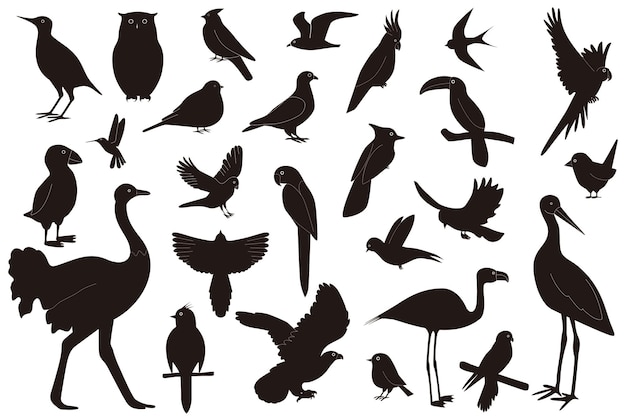 Vector conjunto de aves de diferentes especies, aislado sobre fondo blanco.