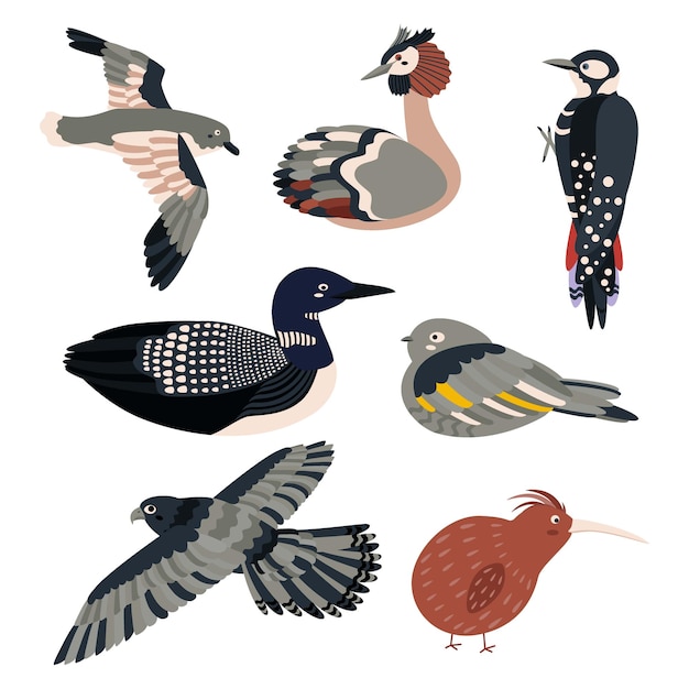 Conjunto de aves petrel grebe pájaro carpintero loon goatsucker halcón kiwi