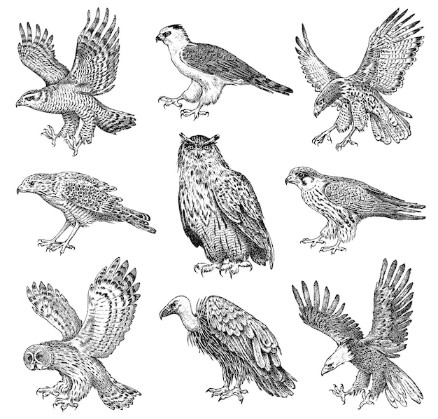 Conjunto de aves realistas Azor Buitre leonado Aguilucho pálido Cometa negra Búho y águila Dibujo vectorial dibujado a mano en estilo gráfico grabado