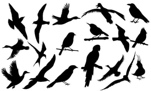 Conjunto de aves silueta negra vector aislado