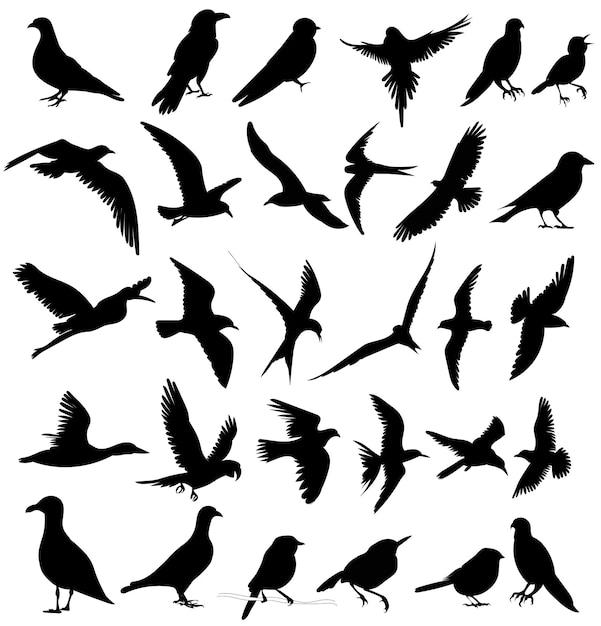 Conjunto de aves silueta en vector de fondo blanco